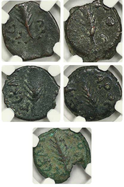 Lot of 5 Roman Governors of Judaea: AD 59-62 AE Prutah NGC F/VF Porcius Festus